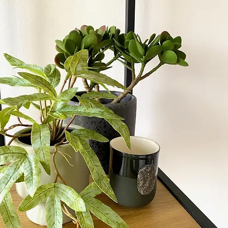 Ablakalúdra Aszófői * Aszofo