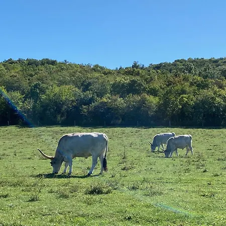 Ablakalúdra Aszófői Apartamento *
